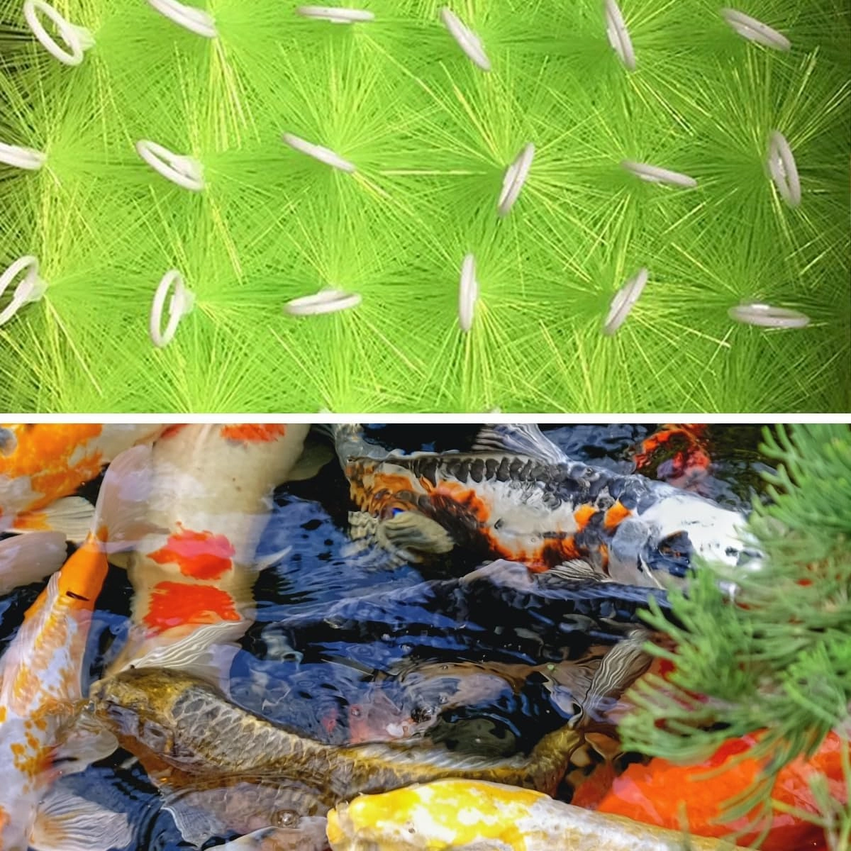 2 Pcs Fish Pond Filter Brushes Set for Koi Pond Filter Fish Tank Aquarium Water Garden Pond Skimmer Filter Cleaning Brush 20 Inch by 4.7 Inch (Green)