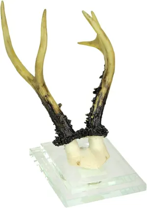 Alpine Chamois Goat-Antelope Horns Resin Replica Glass Backed Trophy Wall Hanging 7 Inches High