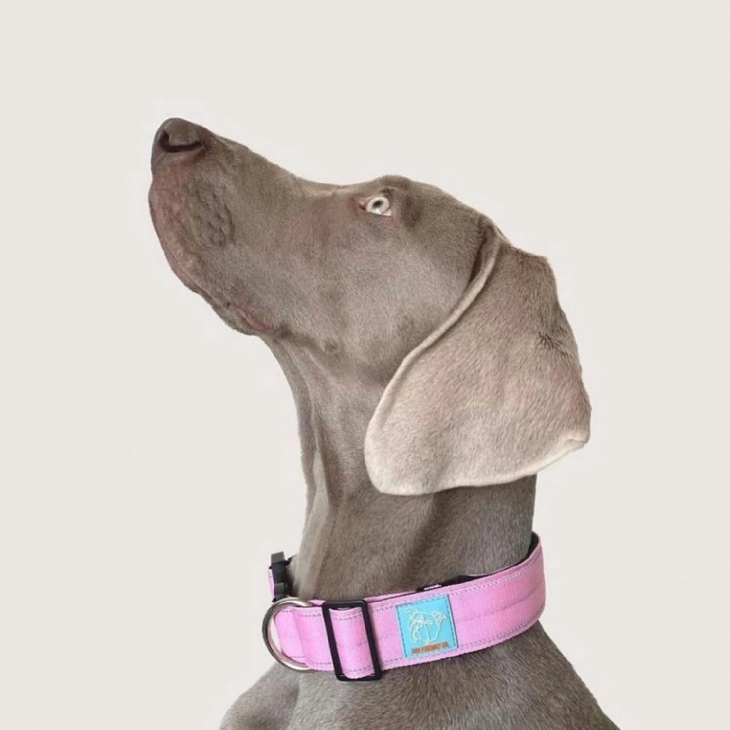 DF Co. Tactical Dog Collar | Comfortable & Secure with Quick Release Clip Buckle and Heavy Duty D-Ring | Soft Padded Neoprene, Chafe Resistant, Night-Time Visibility | Hi-Vis Orange, Size S