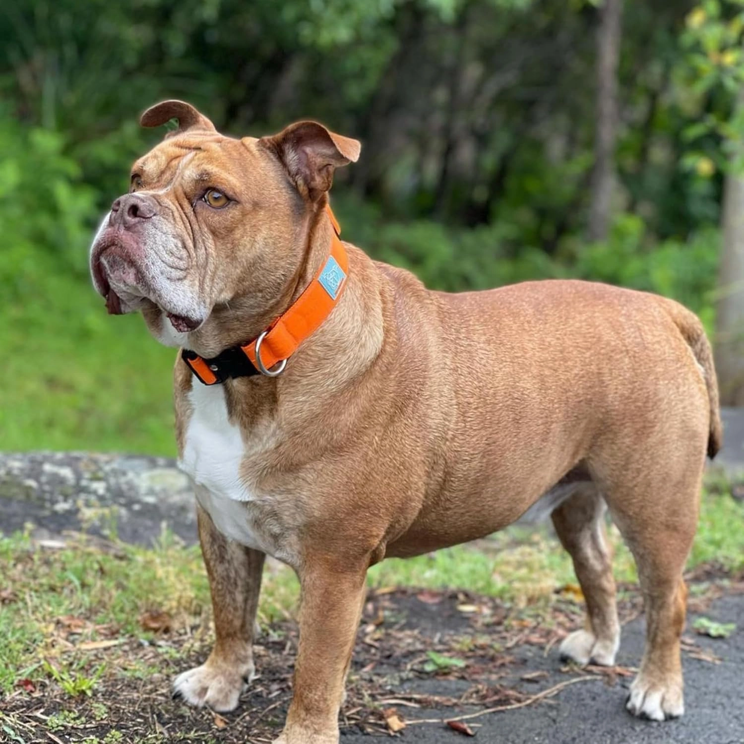 DF Co. Tactical Dog Collar | Comfortable & Secure with Quick Release Clip Buckle and Heavy Duty D-Ring | Soft Padded Neoprene, Chafe Resistant, Night-Time Visibility | Hi-Vis Orange, Size S